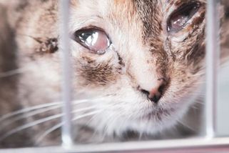 Smutná dohra případu týraných koček z Teplic: Vyhublé kotě boj o život prohrálo